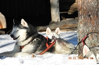 Huskies Erleben